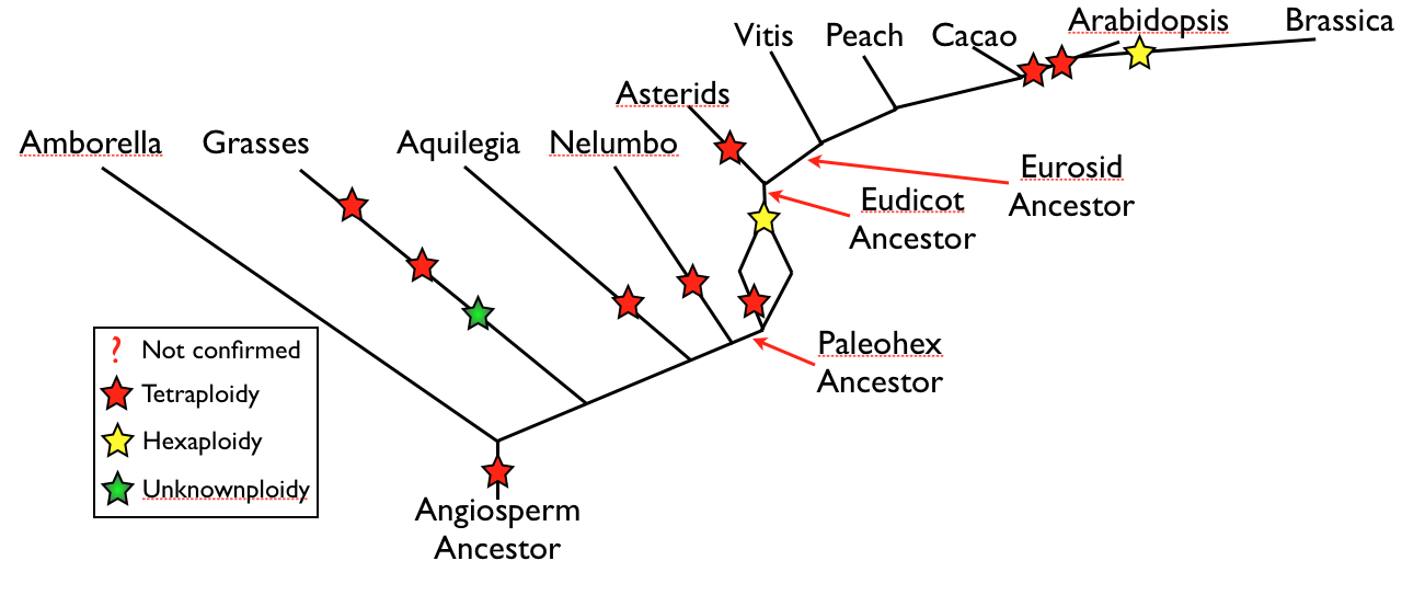 Phylogeny of the Angiosperms with polyploidy events marked.  Branch lengths are meaningless.