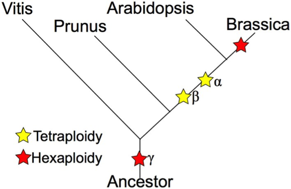 Phylogeny basic.png