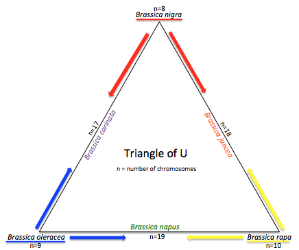 Triangle of U sposato.png