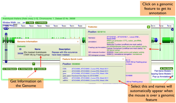 GenomeView-information.png