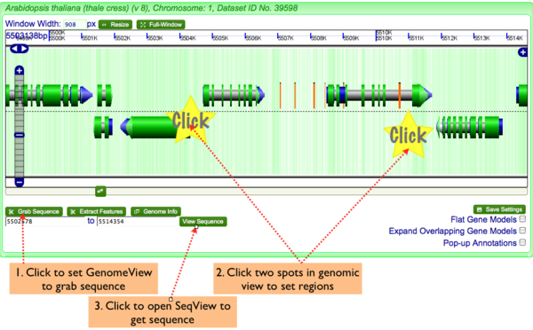 GenomeView-get seq.png