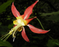 Aquilegia formosa-scarlet columbine.png