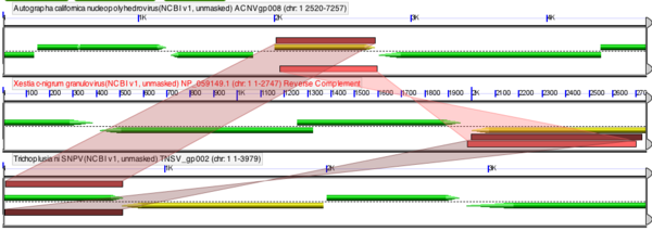 GEvo-AcMNPV-TnSNPV-XnGV-polyhedrin.png