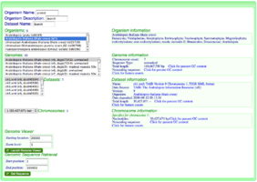 Searching for the organism "Arabidopsis thaliana" in OrganismView. Version 9 has been selected containing unmasked genomic sequence. Dataset ch1.xml and chromosome 1 have been selected.