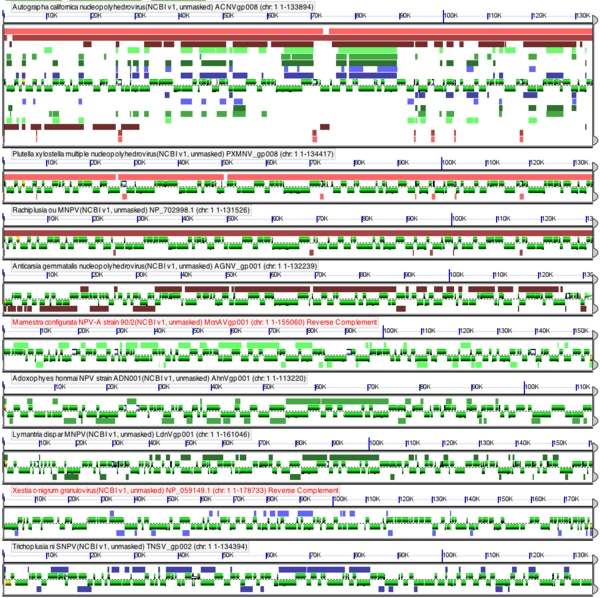 GEvo-9-baculoviruses-orientation.png