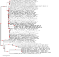 Baculovirus-phylogeny.png