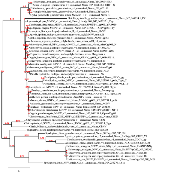 Baculovirus-phylogeny.png