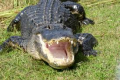 Alligator.png