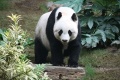 800px-Grosser Panda.JPG