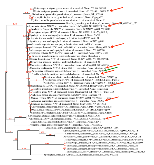 Baculovirus phylogeny marked.png