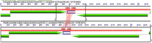 GEvo-AcMNPV-vs-PxMNPV-repeat-region.png